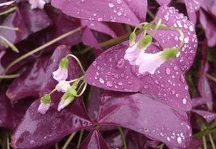 紫叶酢浆草的养殖方法和注意事项！紫叶酢浆草怎么养更旺盛？