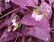 紫叶酢浆草的养殖方法和注意事项！紫叶酢浆草怎么养更旺盛？