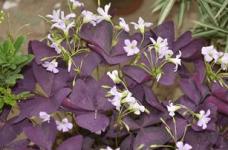 紫叶酢浆草的花语是什么?紫叶酢浆草的功效作用你都知道吗?