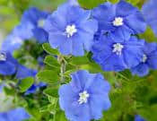 蓝星花的养殖方法和注意事项介绍！蓝星花怎么养开花更多更好看？