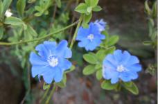 蓝星花的花语是什么?蓝星花有什么独特之处?