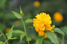 棣棠花的花语是什么？它的美丽传说你听说过吗？