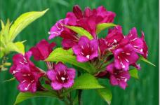 锦带花怎么繁殖?四个方法教你种出“别人家”美丽优雅的锦带花!