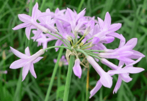 紫娇花的养殖方法和注意事项！紫娇花怎么养更漂亮？