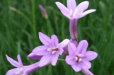 紫娇花的种植方法介绍!紫娇花又是怎样繁殖的呢?