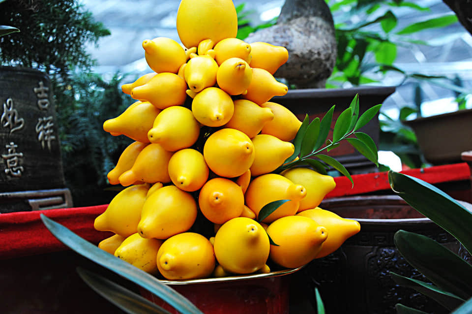 黄金果的养殖方法和注意事项介绍！黄金果怎么养长的更好看？