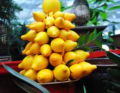 黄金果的养殖方法和注意事项介绍！黄金果怎么养长的更好看？