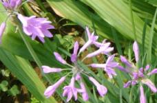 紫娇花花语是什么?紫娇花有哪些价值?