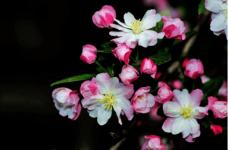 西府海棠的花语是什么?怎么将西府海棠的花期延长?
