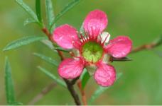 松红梅的花语是什么?松红梅这样美好的寓意你知道吗?
