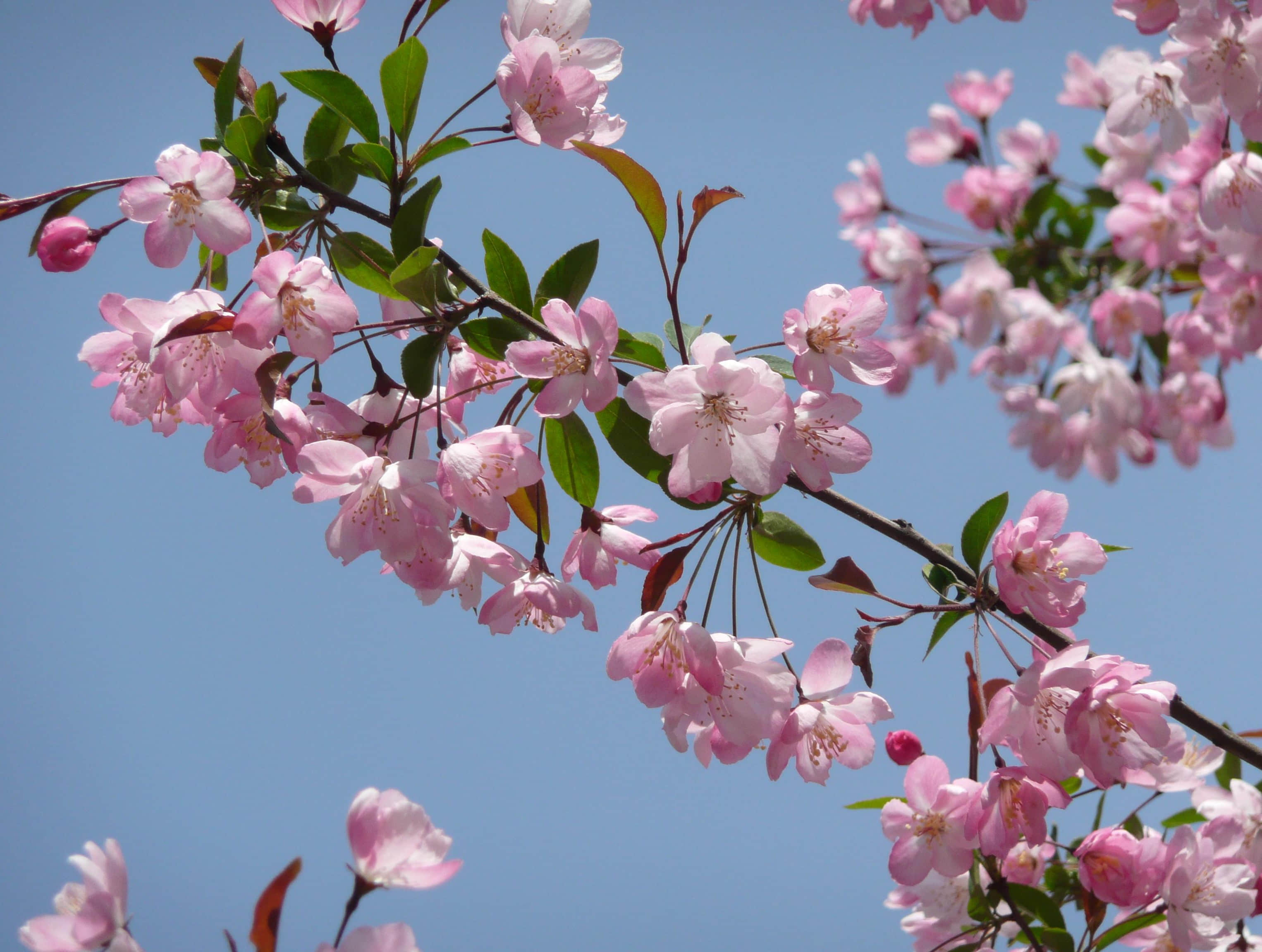 垂丝海棠的养殖方法和注意事项介绍！垂丝海棠怎么养开花更好看？