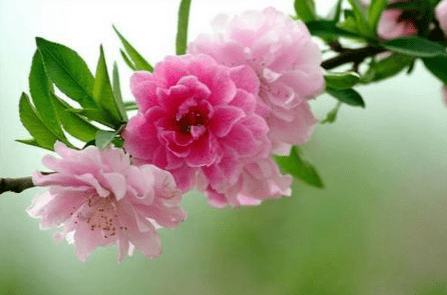 碧桃的养殖方法和注意事项介绍!碧桃怎么养开花更好看？