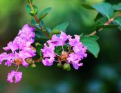 紫薇花的养殖方法和注意事项介绍！紫薇花怎么养更旺盛？
