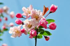 你知道垂丝海棠的花期吗?怎么栽培垂丝海棠?