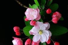 垂丝海棠的花语是什么呢?原来垂丝海棠的花语这么丰富！