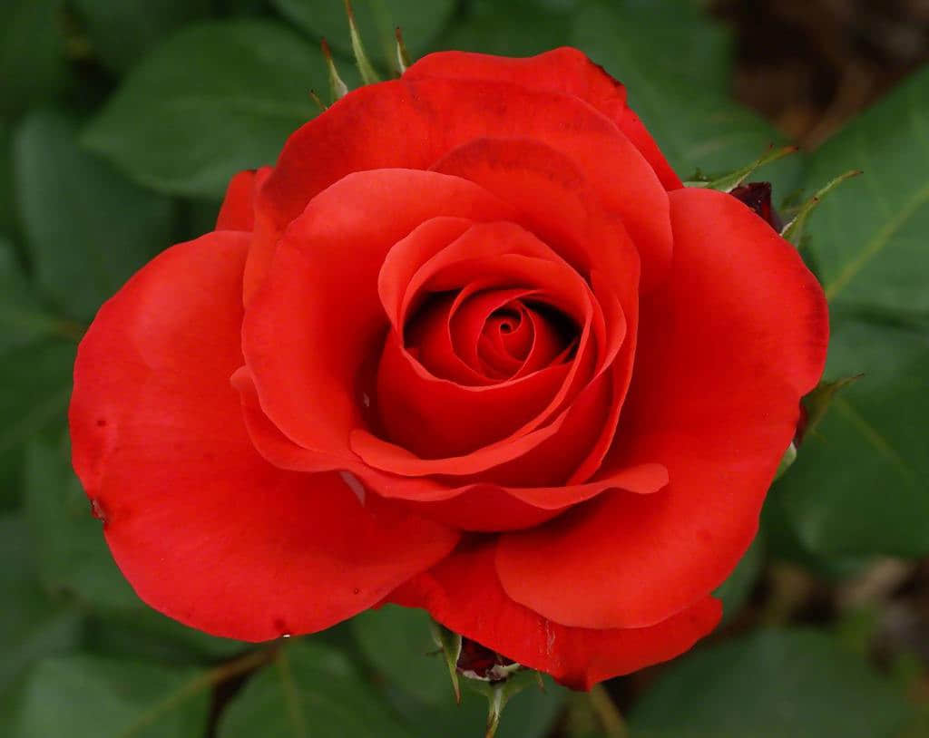 玫瑰的养殖方法和注意事项介绍！玫瑰送人有什么寓意？