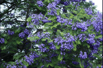 蓝花楹的养殖方法和注意事项介绍！蓝花楹怎么养开花更好看？
