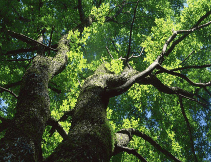 榆树的养殖方法和注意事项介绍！榆树怎么养长得更翠绿茂盛