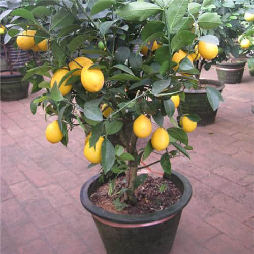 柠檬的养殖方法和注意事项详细介绍！柠檬怎么养殖结果很多？