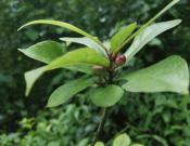 琴叶榕的养殖方法和注意事项介绍！琴叶榕怎么养花期更长？