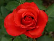 玫瑰的养殖方法和注意事项介绍！玫瑰送人有什么寓意？
