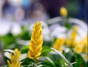 金苞花的养殖方法和注意事项介绍！金苞花信息大全介绍！