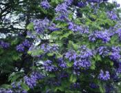 蓝花楹的养殖方法和注意事项介绍！蓝花楹怎么养开花更好看？