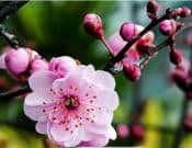 梅花的养殖方法和注意事项介绍！梅花怎么养开花更鲜艳？