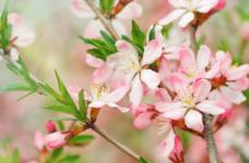你知道摆放桃花盆景的风水禁忌吗？请务必注意！
