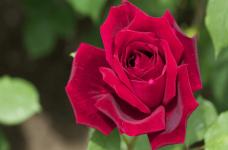 玫瑰花怎样繁殖?掌握这些方法让你种出姹紫嫣红的玫瑰花!