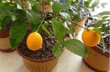 盆栽柠檬几月开花?小窍门让盆栽柠檬结好果!