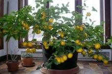 盆栽柠檬叶子为什么会掉落?盆栽柠檬掉叶子处理方法介绍!