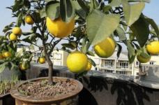 盆栽柠檬应该如何养殖?几个步骤让你的盆栽柠檬果实累累!