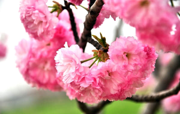 日本晚樱怎么养更鲜艳？日本晚樱养殖方法和注意事项介绍！