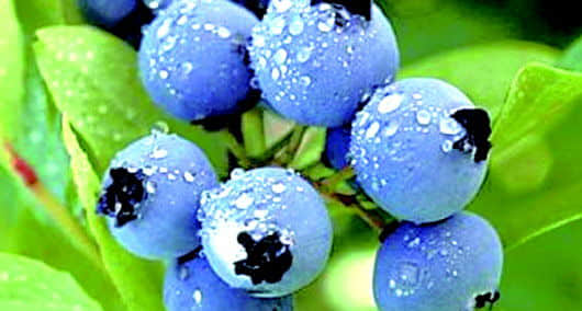 蓝莓的养殖方法和注意事项！蓝莓怎样养殖结果多？