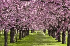 你知道紫荆树什么时候开花吗?紫荆树该怎么栽培才易开花呢?