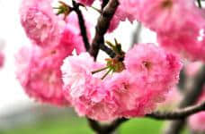 日本晚樱的花期是什么时候?它的花期你一定不能错过!