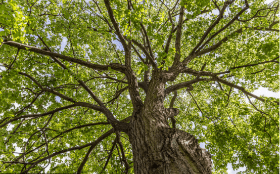 橡树的养殖方法和注意事项介绍！橡树怎么养殖更枝繁叶茂？