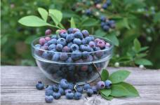 盆景蓝莓怎样修剪?怎样才能修剪出精致优雅的盆景蓝莓?