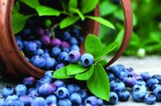 如何在家养殖一盆美观的蓝莓盆景?家养蓝莓需要注意什么?
