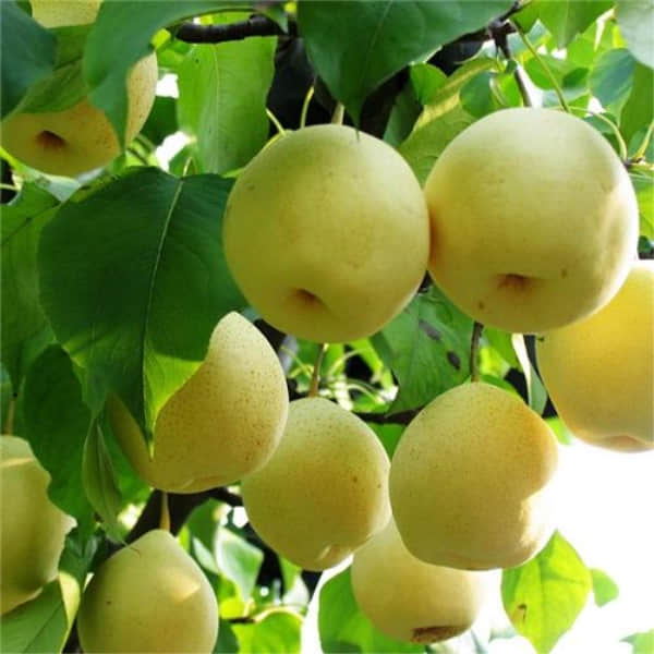梨树的养殖方法和注意事项介绍！梨树怎么养殖更易结果？