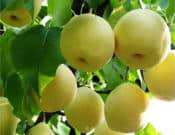 梨树的养殖方法和注意事项介绍！梨树怎么养殖更易结果？