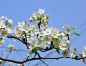 梨树植物图片一览！梨树高清大图！