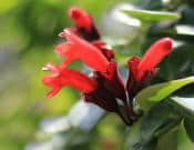 口红花养殖方法和注意事项介绍！口红花怎么养花红叶绿更漂亮！