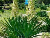 凤尾兰的养殖方法和注意事项介绍！凤尾兰怎么养开花更好看？
