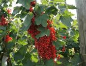 鹅莓的养殖方法和注意事项介绍！鹅莓怎么养接触的果实更多？