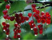 鹅莓植物图片一览!鹅莓高清大图大全!