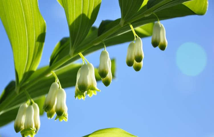 玉竹养殖方法和注意事项介绍！玉竹怎么养更旺盛！