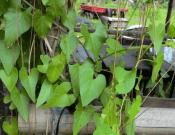 锦屏藤的养殖方法和注意事项介绍！锦屏藤怎么养殖更翠绿？