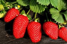 吃草莓有这么多好处？草莓的功效与作用！